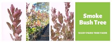 We did not find results for: Smoke Bush Tree Tips For Pruning Smoke Bush Tree 2021