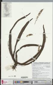 Image result for Diaphananthe vesicata