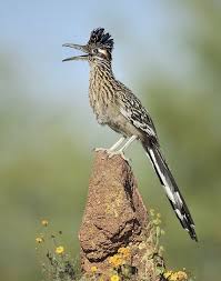Birds Of The Southwest United States Greater Roadrunner Geococcyx Californianus Southwest United States In 2020 Nature Birds Beautiful Birds Pet Birds