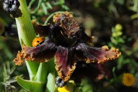 Image result for Ferraria glutinosa