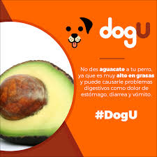 Pin De Omar En Correcta Alimentacion Para Tu Perrhijo Aguacate Dolor De Estomago Vomito