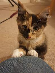 Pin On Cats
