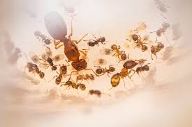 Image result for Polystachya bicarinata