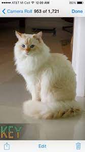 Get a ragdoll, bengal, siamese and more on kijiji, canada's #1 local classifieds. A 1 Year Old Ragdollcatspot Traditional Flame Lynx Ragdoll The Body Is Noticeably Lighter Than The Points Ragdoll Cat Cats Beautiful Cats
