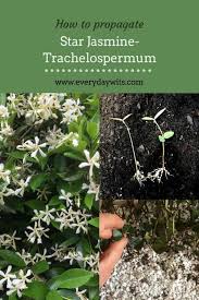 Instead, i'd like to propagate more of my star jasmine and upright rosemary. Organic Live Usa Star Jasmine Cuttings Plants Seeds Bulbs Bace Plants Seedlings