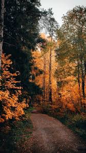 The Latest Iphone11 Iphone11 Pro Iphone 11 Pro Max Mobile Phone Hd Wallpapers Free Download Path Forest Autumn Trees Natur Scenery Photos Nature Scenery