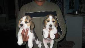 We did not find results for: Male Beagle Pups For Sale In Mumbai Maharashtra India