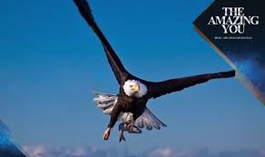 Filosofi burung rajawali burung rajawali melakukan empat hal ketika mencari mangsa; Belajar Dari Burung Elang Belajar Kehidupan Dari Binatang Amazing