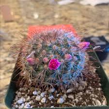 Poor watering habits are responsible for probably 90% of all succulent and cacti deaths. Common Fishhook Cactus Plant Care Water Sunlight And Nutrients