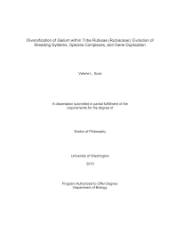 Image result for Galium ossirwaense