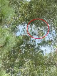 Brazilian influencer Kerolay Chaves claims drone followed her to bedroom  window | news.com.au — Australias leading news site