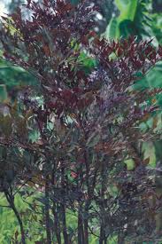 Image result for Leea guineensis