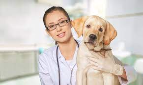 Maybe you would like to learn more about one of these? Pet Medical Services Veterinarian In Arlington Tx Animal Clinic Of Arlington