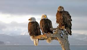 As the head whitens there often remains a dark brown eyestripe. American Bald Eagle Information Facts Photos