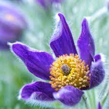 Stay Magical Anemone Flower Flower Lover Flowers