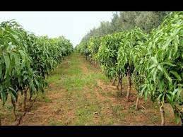 Maybe you would like to learn more about one of these? Mango High Density Planting Youtube
