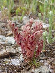 Image result for Sedum glomerifolium
