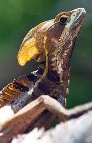 Pin By Anna Lesniewska On Lizard Man References Basilisk Lizard Lizard Basilisk