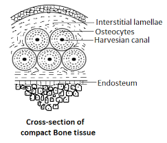 We did not find results for: In The Given Diagram Of A Section Of Bone Tissue Certain Class 11 Biology Cbse