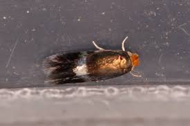 Image result for Stigmella lemniscella