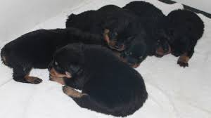 Interesting facts on rottweiler puppies. German Rottweiler For Sale In Washington King Rottweilers