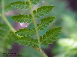 Image result for Hypolepis rugosula