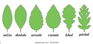 Image result for leaf margin entire