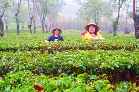 Check spelling or type a new query. Kebun Teh Wonosari Bakal Dijadikan Ikon Wisata Agro Di Jatim Beritajatim Com