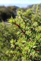 Image result for Cliffortia