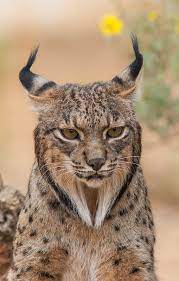 Pardinus) are their european counterparts.the iberian lynx is the most endangered feline; Spain S Missing Lynx A Search For The Rarest Cat On Earth Financial Times