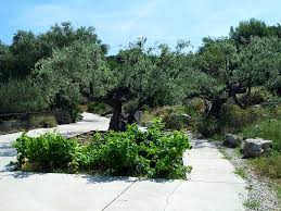 Der botanische garten von barcelona ist ein 1999 eröffneter botanischer garten auf dem berg montjuïc in barcelona zwischen dem stadion von montjuic, dem castell de montjuïc und dem. Ruheoase Uber Barcelona Der Botanische Garten Travelpurrfect De