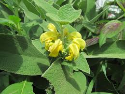 Image result for Chlorophytum amplexicaule