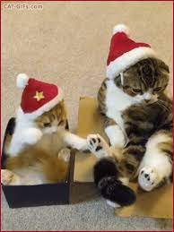Santa Cat Gif Santa Kitten In His Xmas Box Wants To Play With Santa Cat They Re So Cute Christmas Kitten Santa Cat Cat Gif