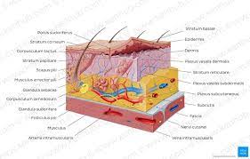 Pin By Tenille Ohlson On Major Body Systems Integumentary System Body Systems Plexus Products