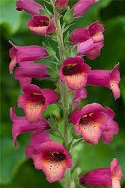 New Foxglove Digitalis Illumination Raspberry Raspberry Plants Plants Flower Garden Design