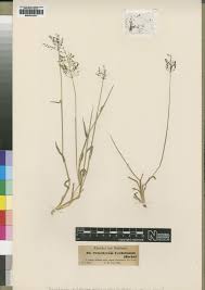 Image result for Sporobolus molleri