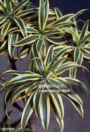 Image result for Dracaenaceae