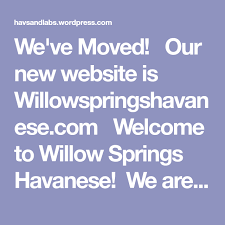 It was an all night process but bunny did a fantastic job and all four babies are doing great! We Ve Moved Our New Website Is Willowspringshavanese Com Welcome To Willow Springs Havanese We Are A Havanese Puppies For Sale Havanese Havanese Puppies
