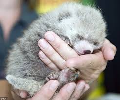 Baby Red Pandas Are The Cutest Red Panda Baby Red Panda Red Panda Cute