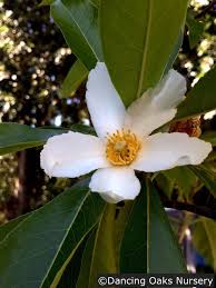 Image result for Limosella grandiflora