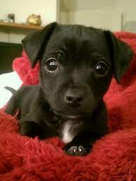 This Is My Chihuahua At 12 Weeks Old Puppies And Kitties Chihuahua Puppies Cute Animals
