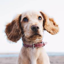 Do you want tips to reduce your stress? College Way Animal Hospital