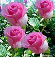pin by ummohamed on اسماء الله الحسنى in 2021 rose flowers plants