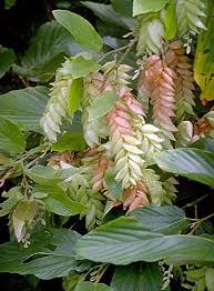 Image result for Flemingia