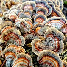 Image result for Hypolytrum pynaertii