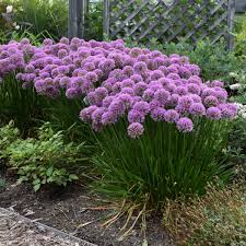 When open, the flowers are about the. Allium Millenium Walters Gardens Inc