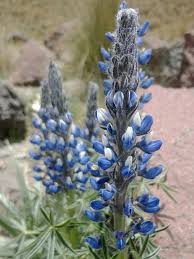 Image result for Lupinus mexicanus