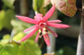 Image result for Passiflora sanguinolenta