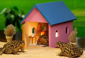 They do eat and nibble the fruits, but they also chow down on their share of insects, which are excellent sources of protein. Nature S Insecticide How To Attract Toads To Your Home And Garden Home Stratosphere