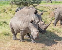 Lewa downs booking agent is christopher flatt in , nairobi; Lewa Wilderness Ranch Reviews Isiolo District Kenya Tripadvisor